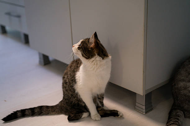 A cat sits on the floor next to a cabinet while looking to the side.