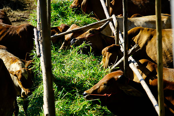 A peaceful scene of cows grazing on lush green grass in a farm setting, highlighting rural life and natural agriculture practices under warm sunlight.