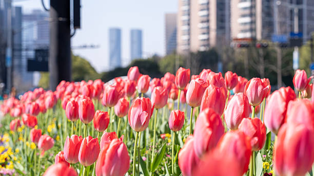 istock Pink Tulips at A Crossroad 2252318549