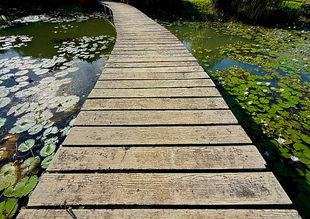 A perspective view of walking on the wooden footbridge amongst the lake that is full of water and water lilies.