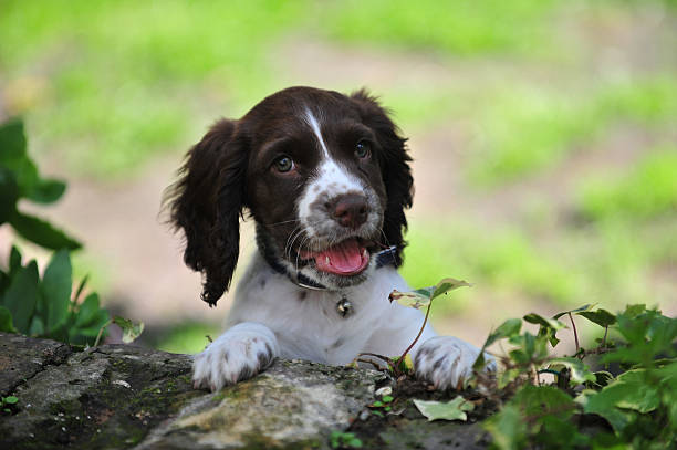 istock English Springer Spaniel Puppy Ralph 2252319333