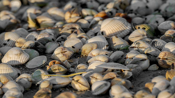 istock Seashells scattered on sandy beach in natural sunlight 2252325763
