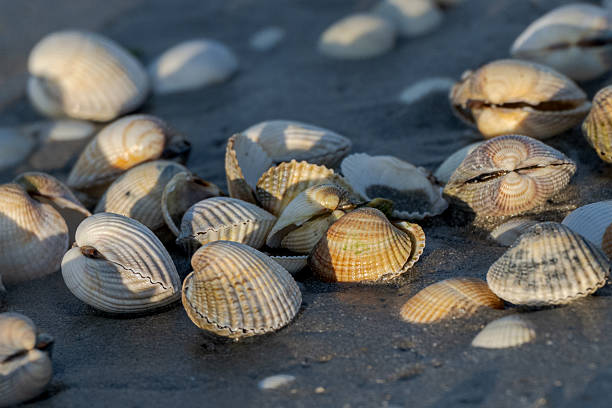 Seashells scattered on sandy beach in natural sunlight
