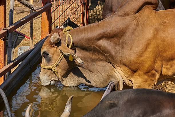 istock Brown cow drinksing water from a trough inside a rural enclosure under warm daylight 2252327994