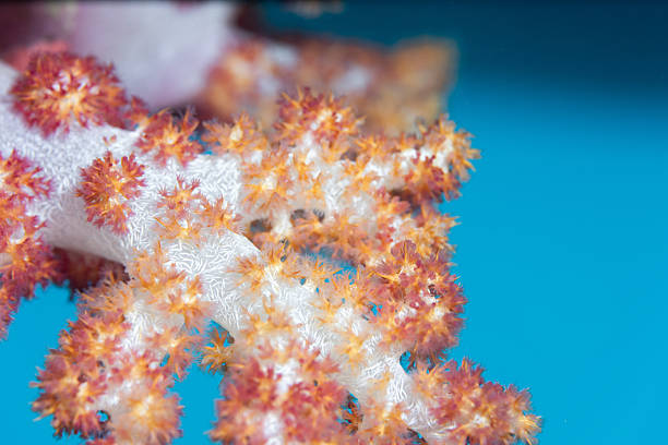 Soft coral polyps slowly expanding, vibrant colors on a blue background
