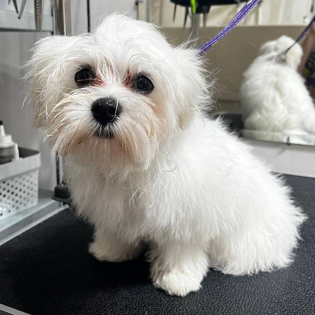 istock A white Maltese dog sits on a grooming table after being bathed and blow-dried before a haircut. Copy space. Grooming salon. Cute pet look. Puppy. 2252333596