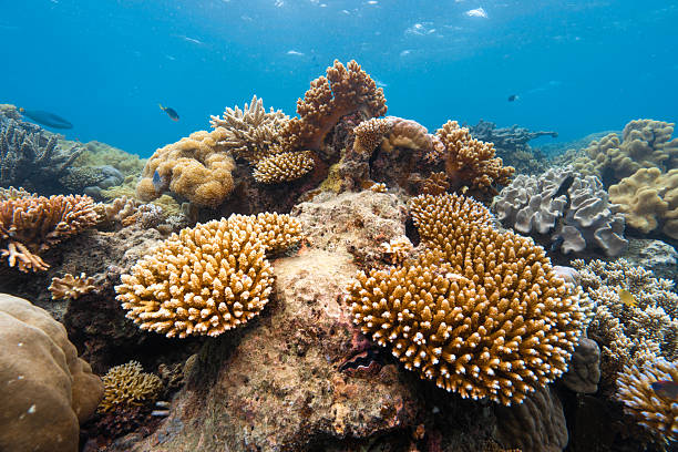 istock Coral reef ecosystem thriving with marine sea life 2252334267