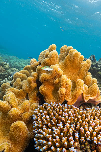 istock Underwater coral reef ecosystem thriving with marine creatures 2252334336