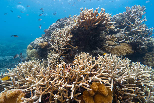 istock Bleaching coral reef with fish swimming underwater 2252334415