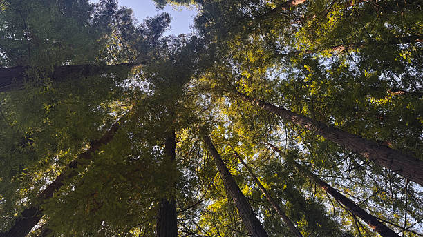 istock Sunlight filters through the branches of towering trees in a serene forest setting 2252334618