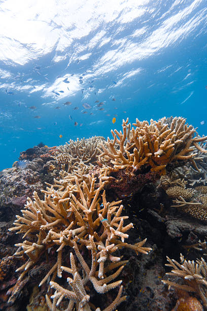 istock Underwater coral reef scene with tropical fish swimming 2252335024