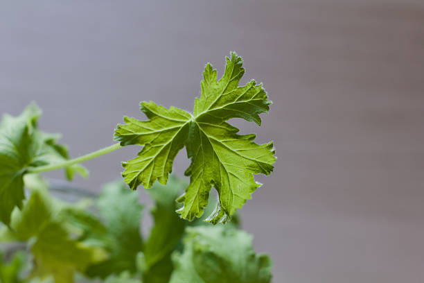 Close-up of a Citronella Geranium (Scent Geranium, Pelargonium) leaf.