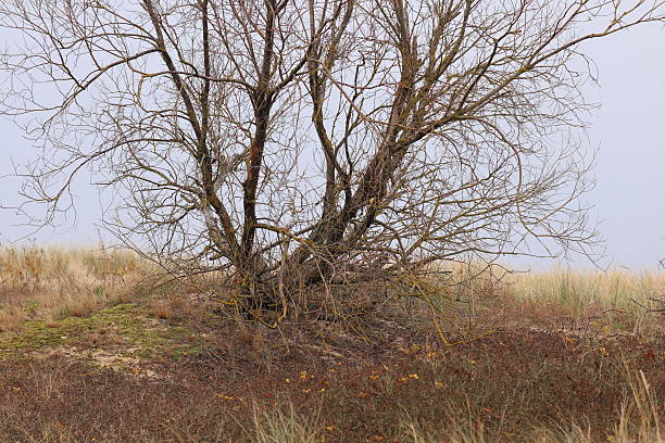 An autumn tree without leaves and colorful grass around.
