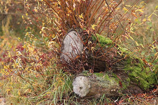 istock A cut tree trunk among colorful grasses. 2252336878