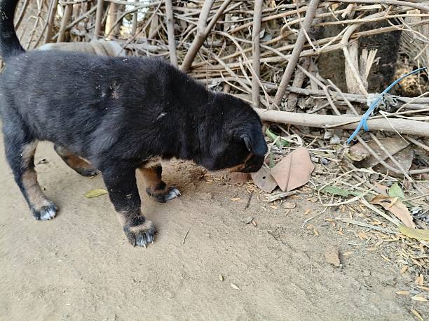 istock Cute puppies on the roadside. 2252338270