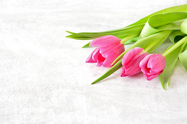 Three Pink Tulips on a Textured White Background blank space
