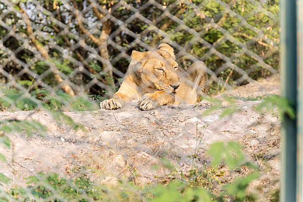 istock wildlife conservation scene with lioness resting in enclosure 2252339052
