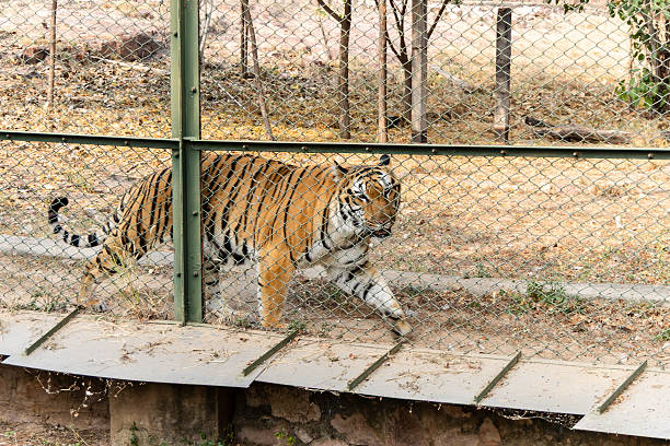 istock bengal tiger walking behind fence inside wildlife park enclosure 2252339059