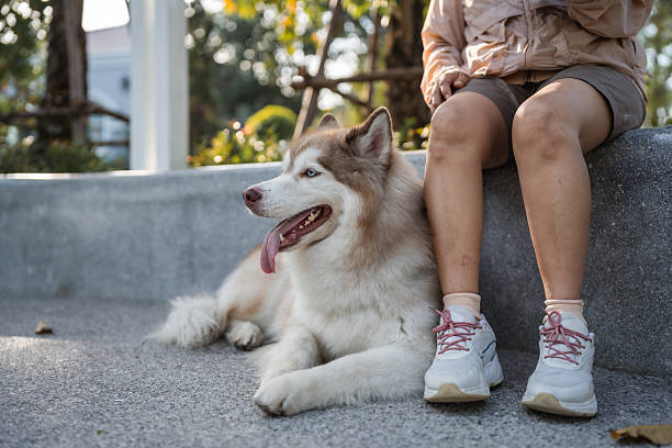 istock Senior woman patting her dog by her side while browsing on her digital tablet 2252339072
