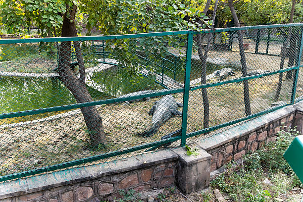 istock Alligator resting inside fenced enclosure at wildlife park 2252339215