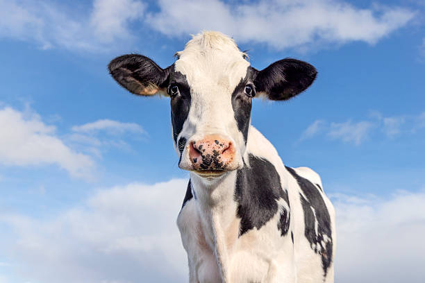 istock Funny cow, black and white front view, blue sky 2252341995