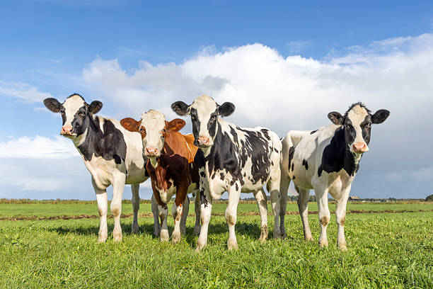 istock Four cows side by side together in a field, authentic group happy and joyful and a blue sky 2252342040