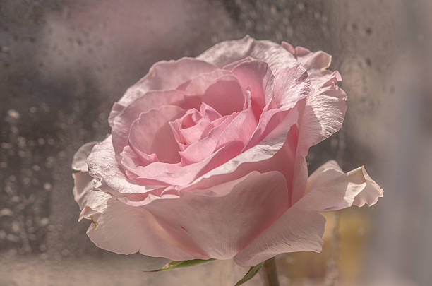 istock High-quality luxury Pink rose close up 2252342096