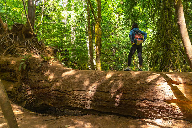 path in the woods - trek in the forest - deodar trees