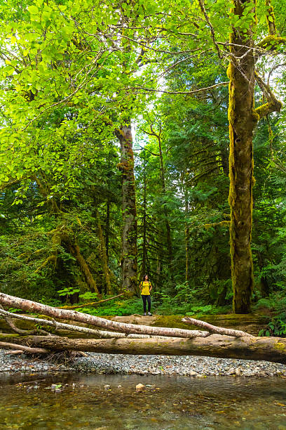 istock Hiker exploring lush cathedral grove forest on vancouver island 2252342483