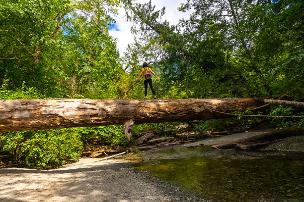 istock Hiker walking on fallen log bridge in cathedral grove forest 2252342505