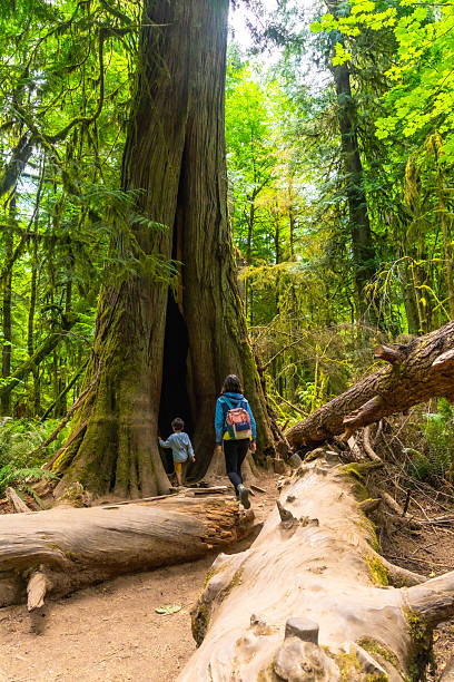 istock Tourists walking into big cedar tree in cathedral grove forest 2252342638