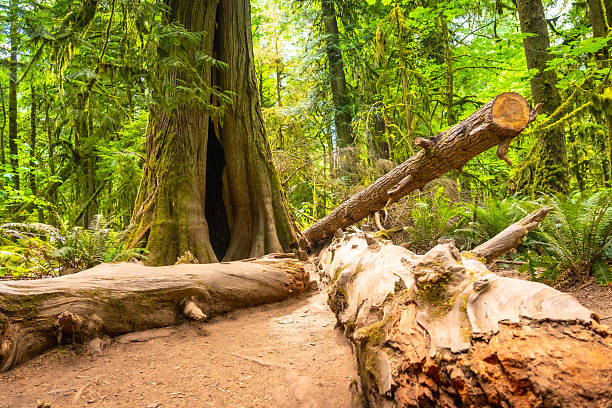 Fallen log with exposed roots lies on the forest floor next to a giant, hollowed-out tree trunk in the lush green cathedral grove forest on vancouver island, british columbia, canada