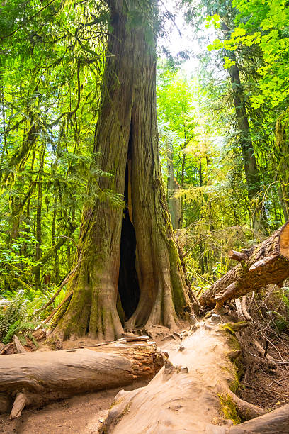 istock Giant western red cedar tree with hollow trunk in cathedral grove forest 2252342688