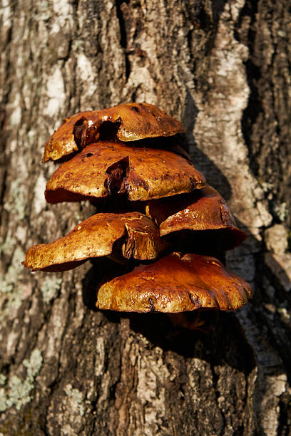 istock Forest mushrooms growing on a birch tree. Autumn time, harvesting wild crops 2252343550