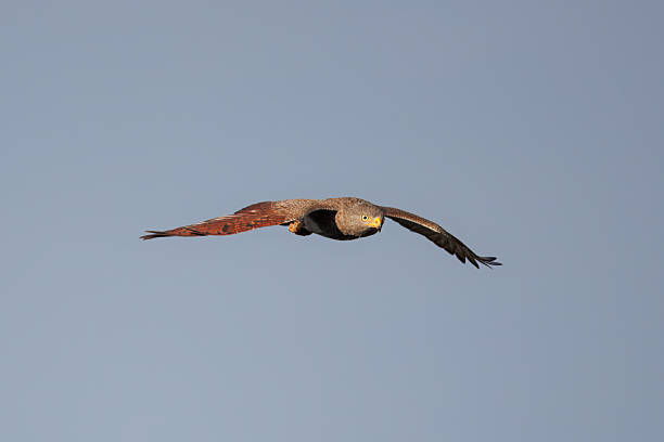 istock Rufous-winged Buzzard flying in the air with wings spread ,Thailand 2252346328