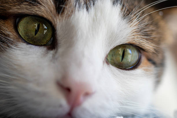 A serene close-up portrait of a cat featuring green eyes and white fur, capturing gentle textures and a thoughtful, calm expression.
