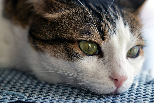 Cute tabby house cat, portrait