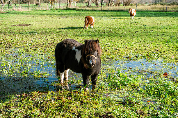 Several ponies in a green grassy field in a rural environment. Scene conveys farm life, countryside, domestic animals, and outdoor nature. Ideal for concepts of rural lifestyle, animal care, agriculture, and pastoral landscapes.