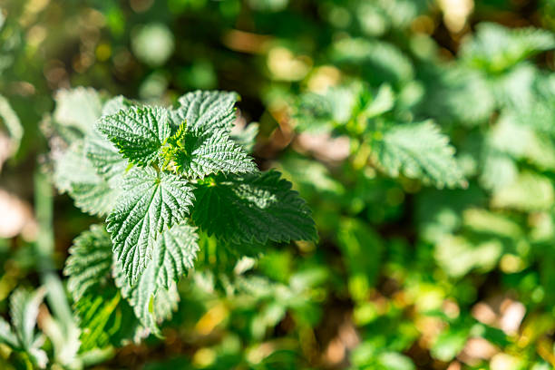 Detailed close-up of fresh stinging nettle leaves showing texture and serrated edges. Natural and botanical scene conveying plants, herbal medicine, wild flora and nature study. Ideal for concepts of health, ecology, and gardening.