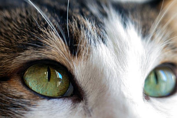 Cute tabby house cat, portrait