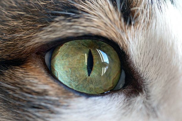 istock Cute tabby house cat, portrait 2252349973