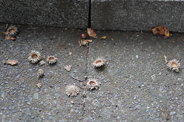 There were oak hats at the top of  the concrete stairs.