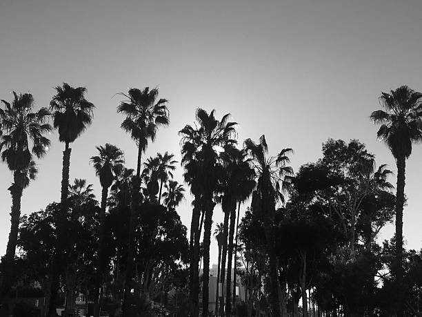 istock Santa Monica Palm Trees 2252350854