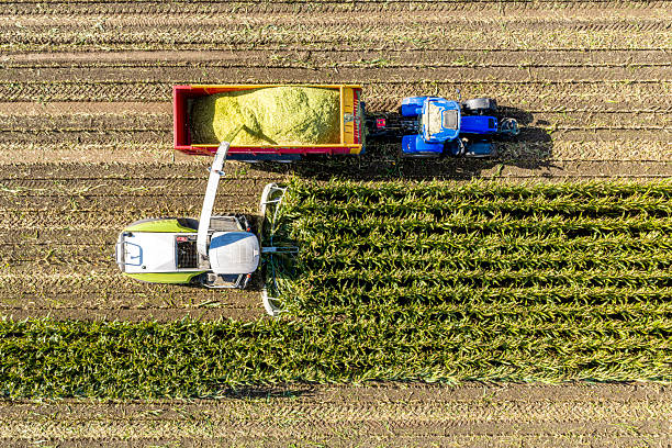 istock A powerful corn harvester and a tractor with a trailer actively harvest ripe corn, filling the trailer in a vast agricultural field 2252354006