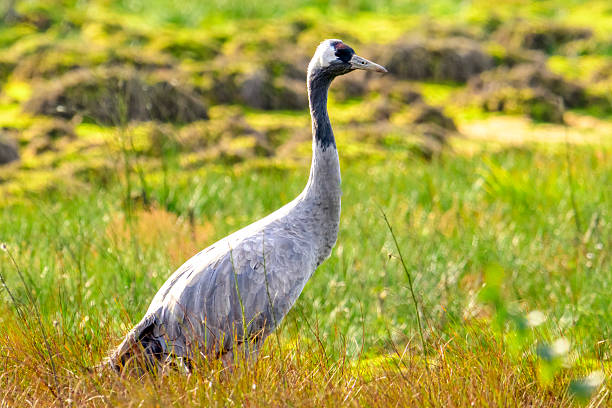 Common Crane or Eurasian Crane (Grus Grus) feeding and resting in a field near Diepholz in Germany during the autumn migration. Each autumn, thousands of cranes gather around Diepholz, Germany, during their migration from northern Europe to southern wintering grounds. They rest and feed in the region’s wetlands and fields, creating a spectacular natural display. Their calls echo across the landscape as they prepare for the long journey south.