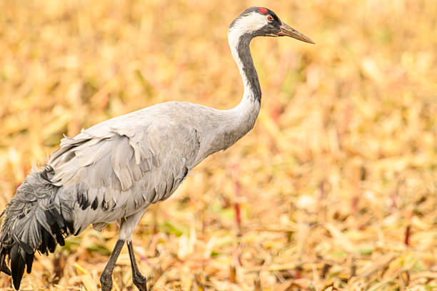 Common Cranes or Eurasian Cranes (Grus Grus) feeding and resting in a field near Diepholz in Germany during the autumn migration. Each autumn, thousands of cranes gather around Diepholz, Germany, during their migration from northern Europe to southern wintering grounds. They rest and feed in the region’s wetlands and fields, creating a spectacular natural display. Their calls echo across the landscape as they prepare for the long journey south.