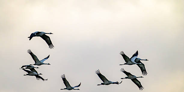 istock Crane birds flying in the air during autumn migration 2252354272