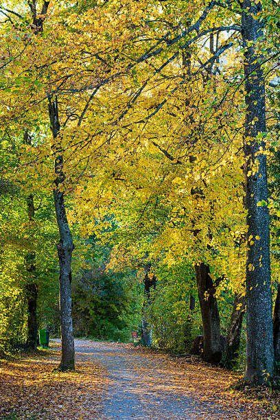 istock A romantic autumn walking path with lots of yellow leaves 2252355407