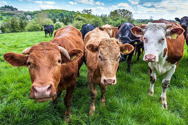 istock Curious cows in a field in Leicestershire, England 2252355813