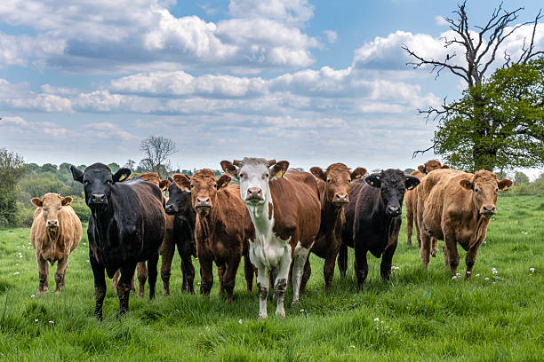 istock Curious cows in a field in Leicestershire, England 2252355817